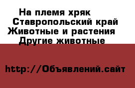На племя хряк 1.8 - Ставропольский край Животные и растения » Другие животные   